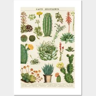 Floral Cacti Succelents Posters and Art